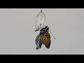 Monarch Metamorphosis (time lapse)