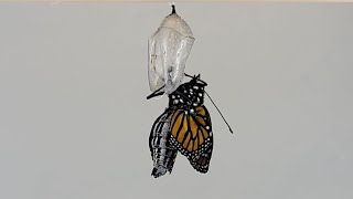 Monarch Metamorphosis (time lapse)