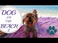 На Плаж С Куче - ЧАСТ 2/Ася Енева/Dog On The Beach - PART 2/Asya Eneva