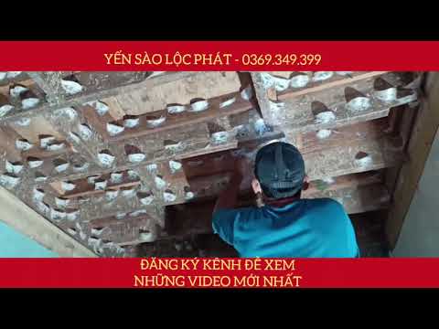 Video Nhà Chim Yến - Quá Trình Thu Tổ Yến Bên Trong Nhà Yến... - youtube