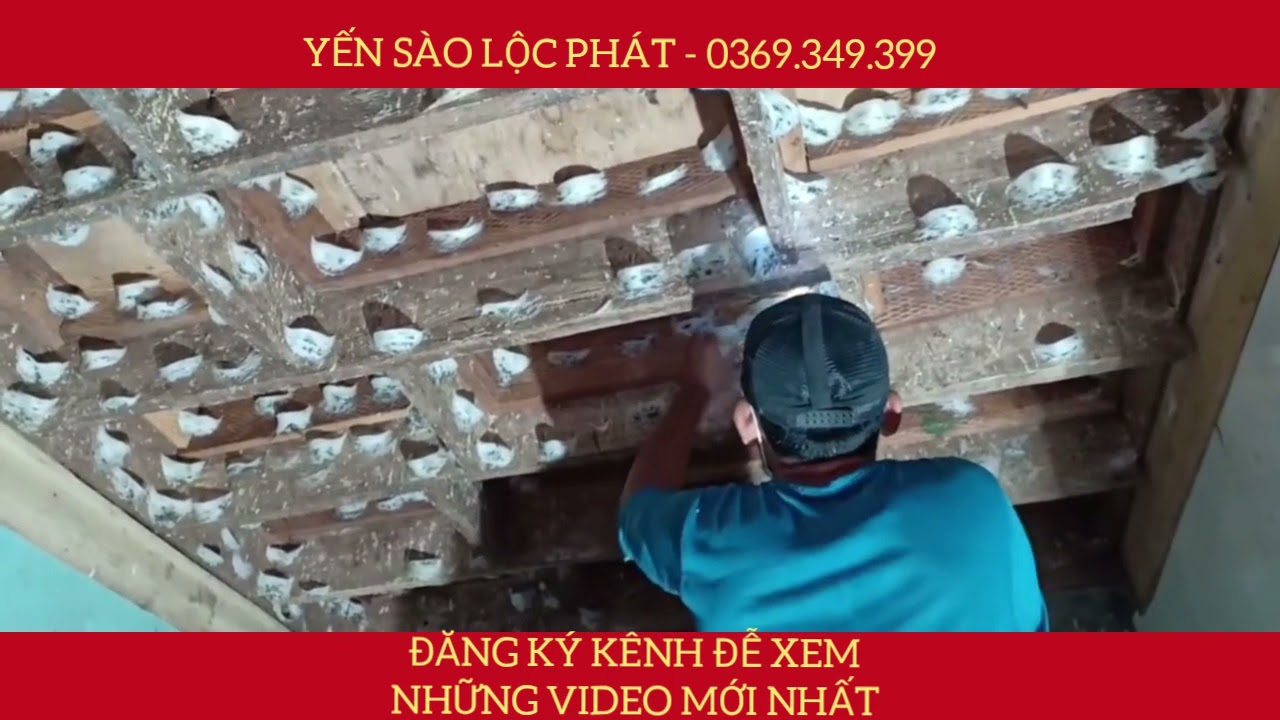 Nhà Chim Yến - Quá Trình Thu Tổ Yến  Bên Trong Nhà Yến INDONESIA- Xây Nhà Chim Yến - Nhà Yến .