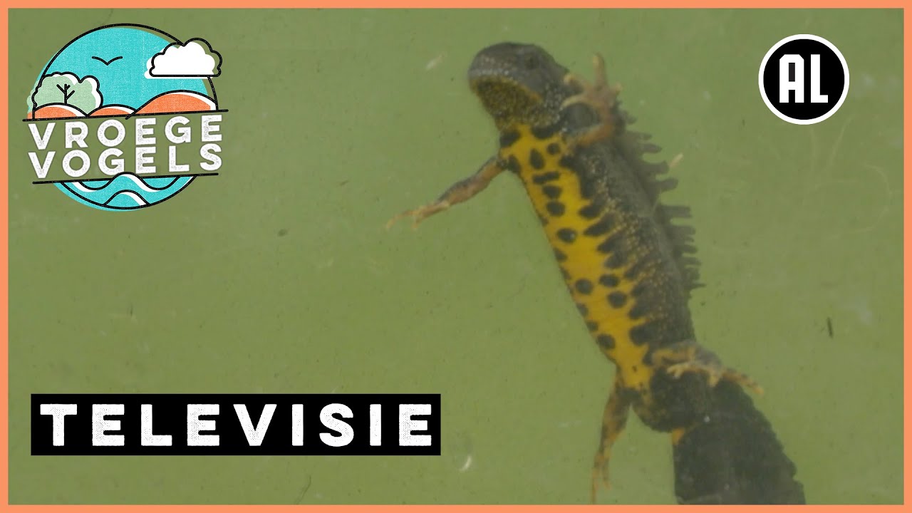 Kamsalamanders bij Rijnstrangen | TV | Vroege Vogels