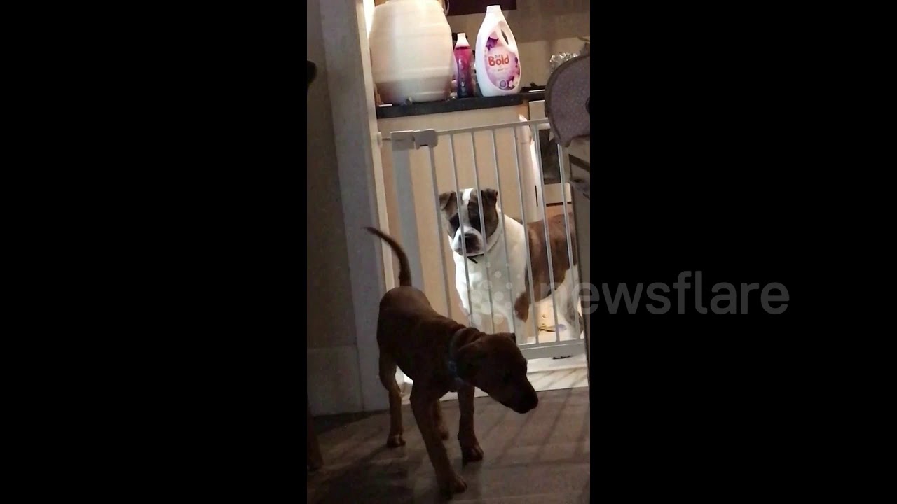 Dog trying to escape baby gate helped over by other dog YouTube