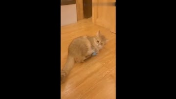 Smart Cat Toys Interactive Ball Plush Electric Catnip