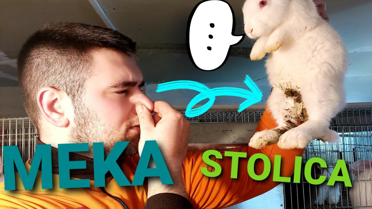 ZEKA IMA PROLIV🐰🤦‍♀️ (Kako da do proliva ne dodje) ❌How to solve diarrhea in rabbits after weaning👌