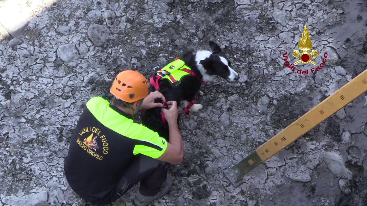 Il gruppo cinofili dei vigili del fuoco e la clinica veterinaria mobile