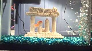 Teaching Goldfish to Swim Between Columns.AVI