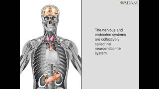 Endocrine glands || Health Video || MedlinePlus || Medical Videos