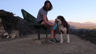 A Travel Mug For Your Dog - AutoDogMug