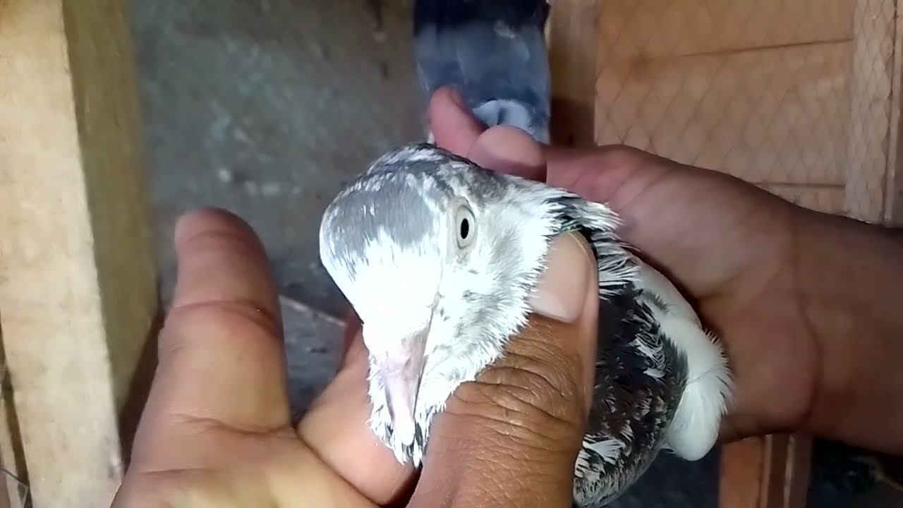 For Sale Jora  Kaboutar Location Faisalabad Call What's up No 03151145113