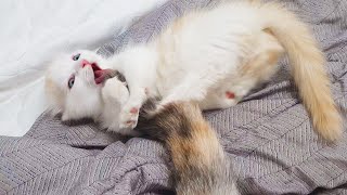 Mama Cat's Reaction When Kitten Biting her Tail #Hunting Tail