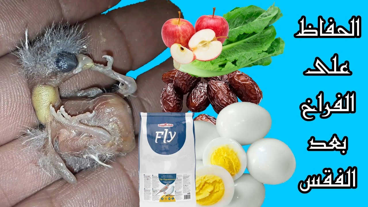 الاجراءات التي يجب فعلها والاغذية التي تقدم بعد فقس البيض للحفاظ على الفراخ