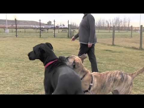 Hurricane Harvey Dog Adoption Oregon Hurricane Harvey Dog Adoption Oregon
