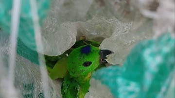 Lagi-Lagi Dapat Sekarung Mikat Burung Serindit