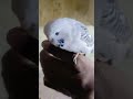 hollend budgies check 🦜😘#birds #budgies #mashallahparrothouse #exotic