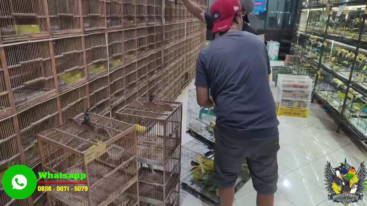 SEPIL STOK BURUNG KENARI TERBARU BESERTA HARGANYA - KENARI BAHAN DAN KENARI GACORAN