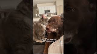 video de perros y gatos #cachorrosdivertidos #shortsvideo #dog #cat #humor #videoparody #risas #fy