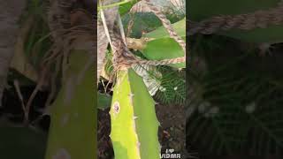 JUST AKTU KHALI JAYGA PELE #ytshorts #gar #garden #terris #gardening #tending