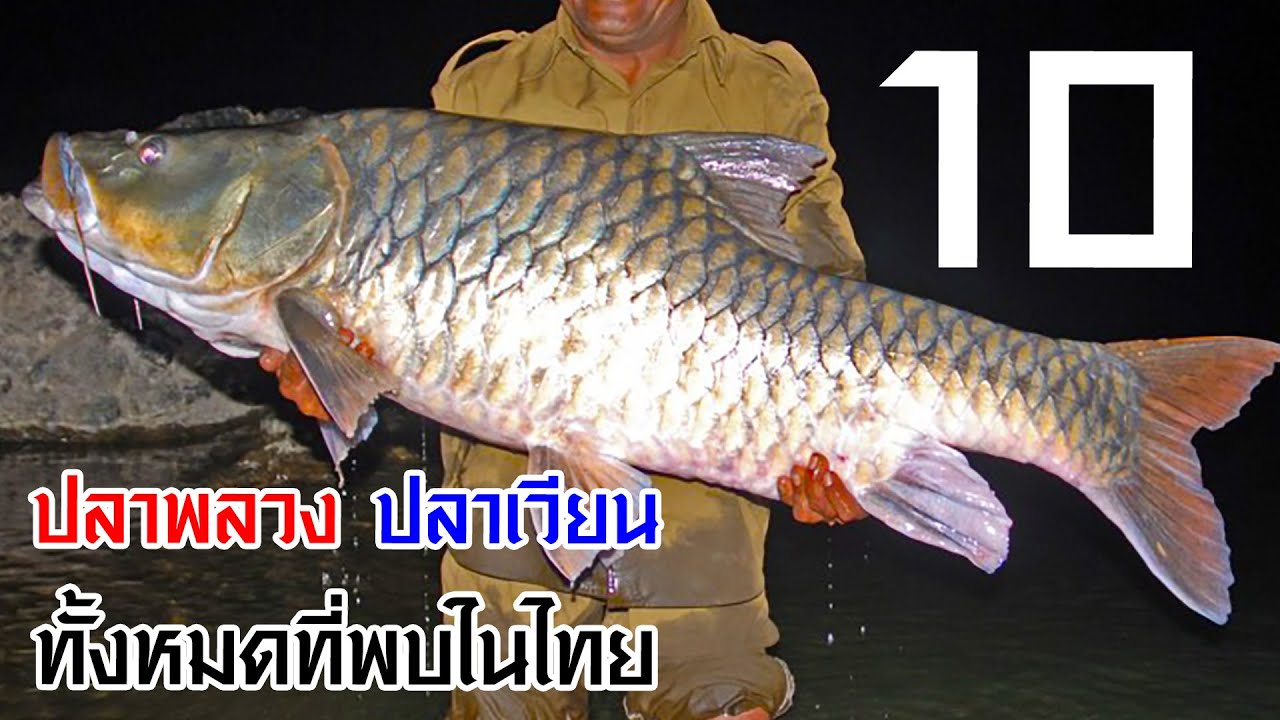 10 ปลาพลวง & ปลาเวียน ทั้งหมดที่พบในไทย (กินได้ กินไม่ได้)