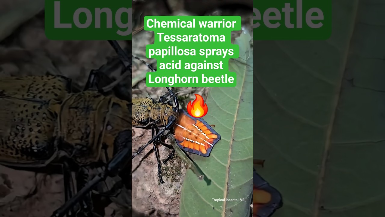 Chemical warrior Tessaratoma papillosa sprays acid against Longhorn beetle 😱😱 