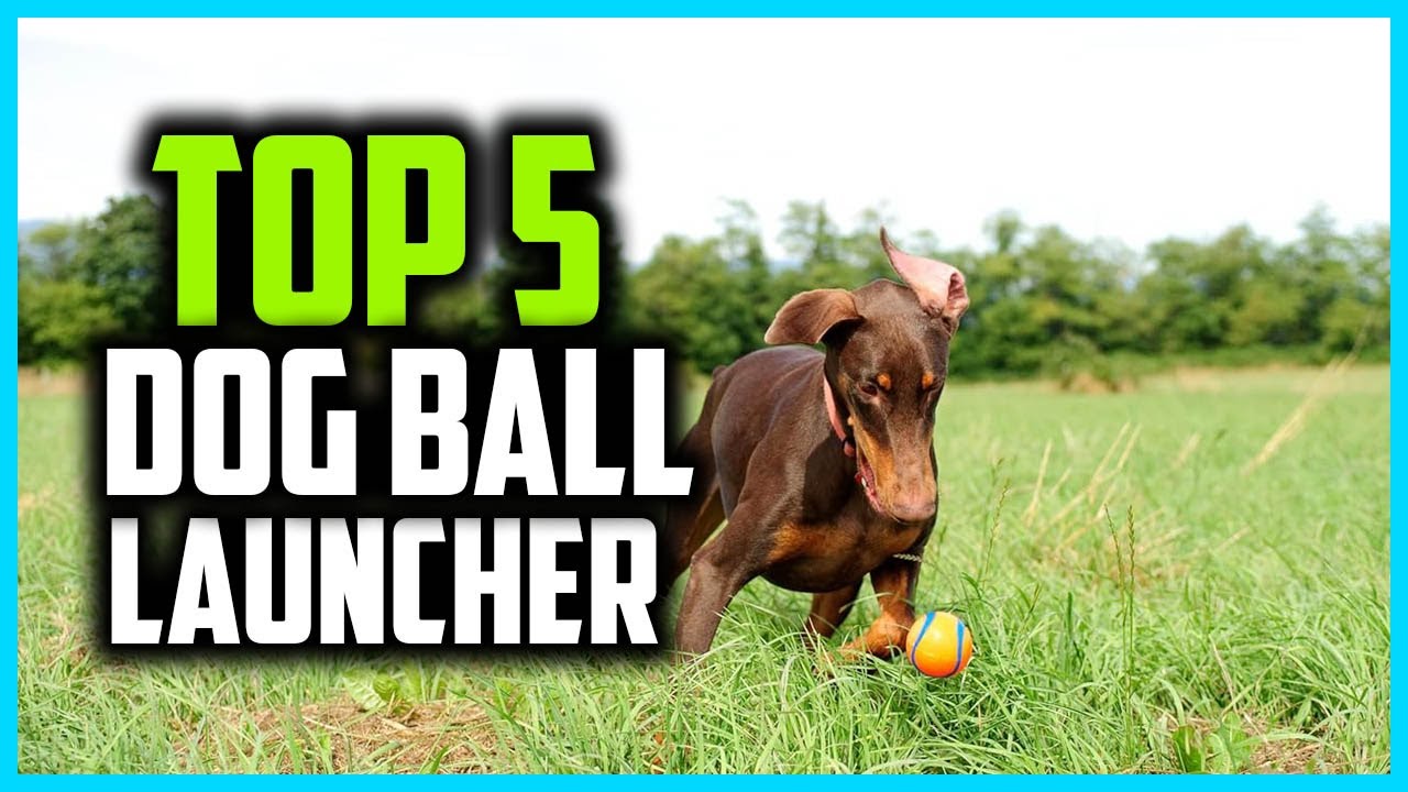 ✅Top 5 Best Dog Ball Launcher in 2026