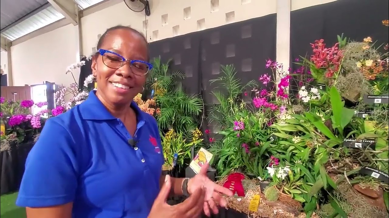 Sooo Spectacular!!  Newest Award winning AM/AOS JAMAICAN Orchid