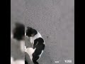 مروض القطط