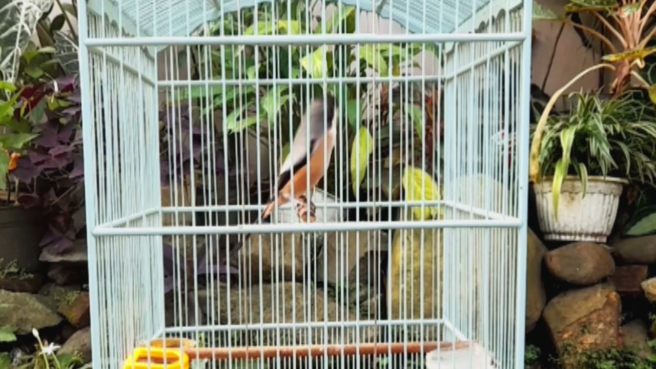 MATERI ISTIMEWA BOLO PANJANG #ternakcendet #masteran #bodbodpentet #burung #cendet 