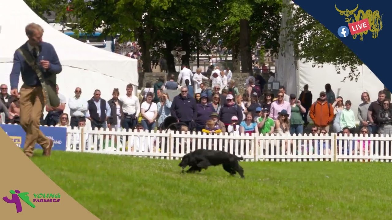 D3 S6 YOUNG FARMER LUCY MCCLYMONT - SEALPIN GUNDOGS AT THE ROYAL HIGHLAND SHOW