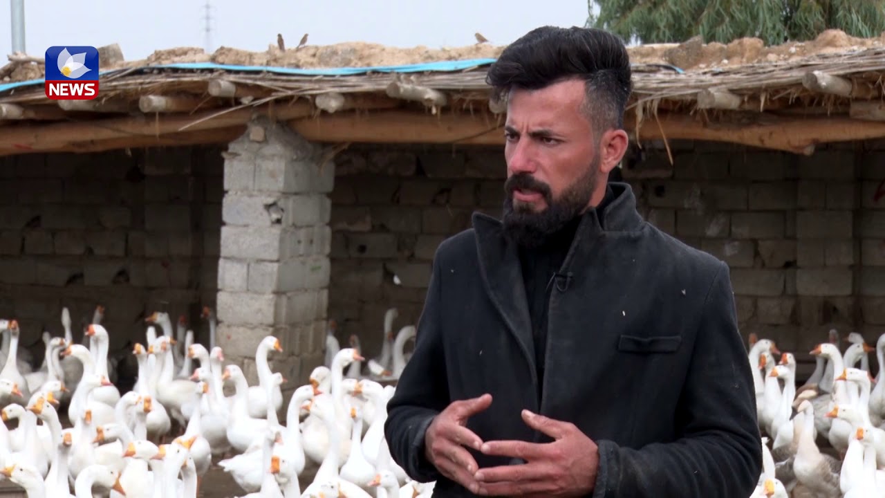 گەنجێك لە گەرمیان پرۆژەی بەخێوكردنی جۆرێكی نوێی قازی دەستپێكردووە