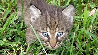 Why did these tiny WILD bobcat kits come running to me?
