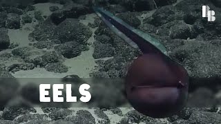 An Eel Reveal by Bizarre Beasts 48,686 views 1 year ago 5 minutes, 18 seconds