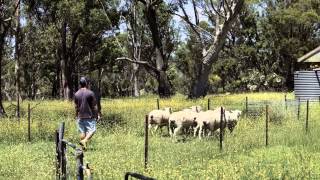 UNE Smart Farm sheep tagging