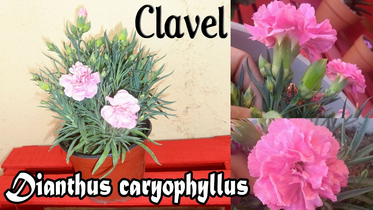 Cravo Chabaud Gigante Dobrado Rosa: Semeadura, como Fazer? | Mundo Ecologia