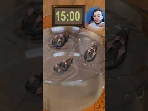 تجربة علمية علي الفئران عالم الحيوان حيوانات علم قصص معلومه معلومات