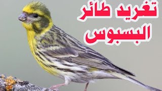 تغريد طائر البسبوس(السمريس) لصيد بدون طائر على الشبكه جديد 2020