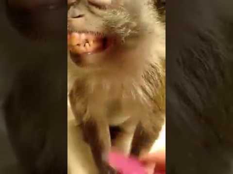 גם לקופים יש חיים😉 גם לקופים יש חיים😉