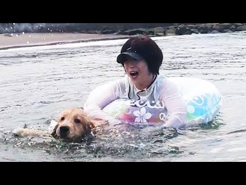 初めての海水浴へ！大自然を全身で感じる生後半年のゴル。【Golden Retriever japan】