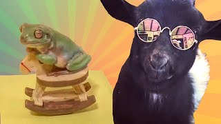 Animais engraçados #2