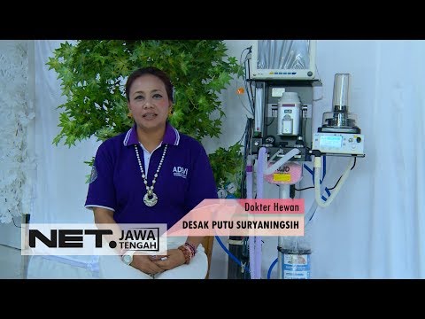 Video: Dokter Hewan Membongkar Bola Tupai, Yang Melilit Ekornya - Pandangan Alternatif