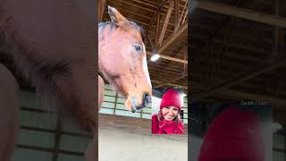FaceTime from my horse: Zinger calls to tell me Ziva is being mean to him. #horses #horsecommunity