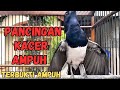 PANCINGAN KACER GACOR TARUNG COCOK UNTUK MENAIKAN EMOSI KACER LAIN AGAR TARUNG DAN BUKA EKOR 