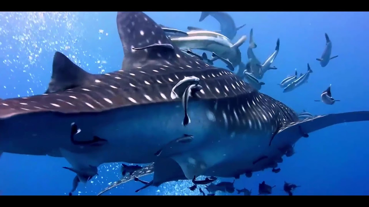 Библия! Книга Бытие! Глава 1. - YouTube