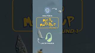 Who Wins? Lacrymaria vs Halteria (Protists🔬) | Micro Match-up Round 1