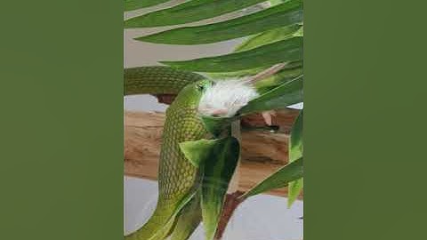 East green mamba "Dendroaspis angusticeps" very hungry