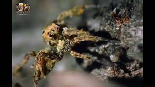 Hindidocumentary  #discovery #survivalsworld #hindidocumentary #animaldocumentary #wildlife 