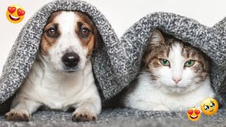 Cutest Cats & Dogs of Singapore Compilation 2023