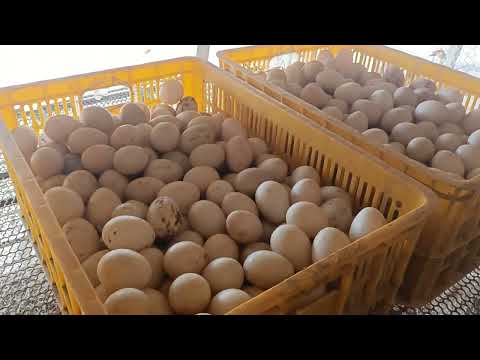 Video Vịt xiêm pháp 10 ngày tiêm dịch tả - youtube