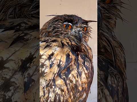 Sway the Eurasian Eagle Owl had the right idea in this heatwave ☀️ #owl #birdofprey #birds