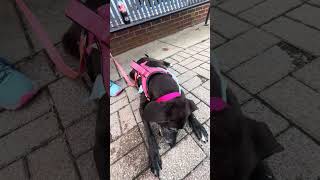 I met Olive #dog #dogshorts #dogs